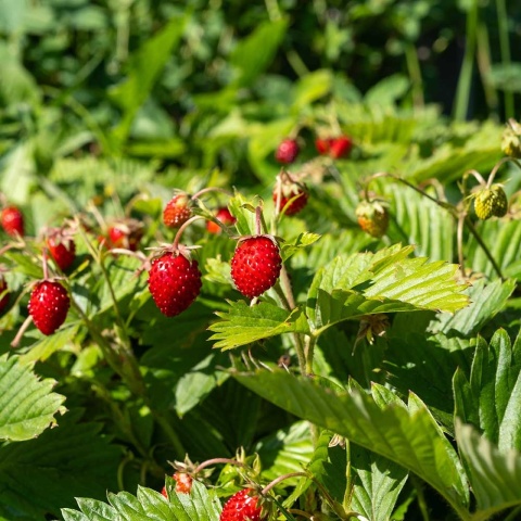 Fragaria vesca Regina 2L