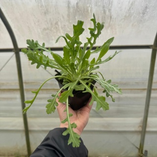Gailardia 'Mesa Peach' P9(0,5L)