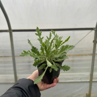Gailardia 'Mesa Red' P9(0,5L)
