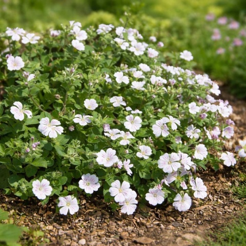 Gipsówka rogownicowata White 2L