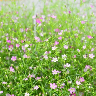 Gipsówka rozesłana Filou Rose P11(1L)