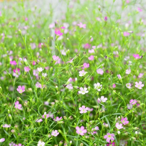 Gipsówka rozesłana Filou Rose P11(1L)