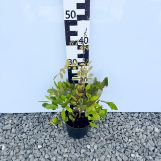 Glicynia chińska 2L