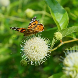 Guzikowiec zachodni 2L