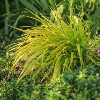 Hakonechloa smukła All Gold P11(1L)