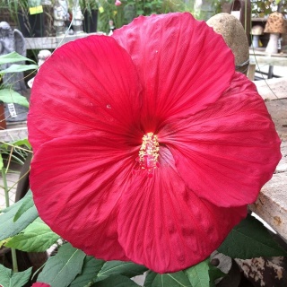 Hibiskus bylinowy (bagienny) Holy Grail 3L
