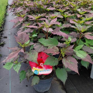 Hibiskus bylinowy (bagienny) Holy Grail 3L