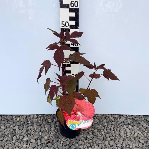 Hibiskus bylinowy (bagienny) Holy Grail 3L