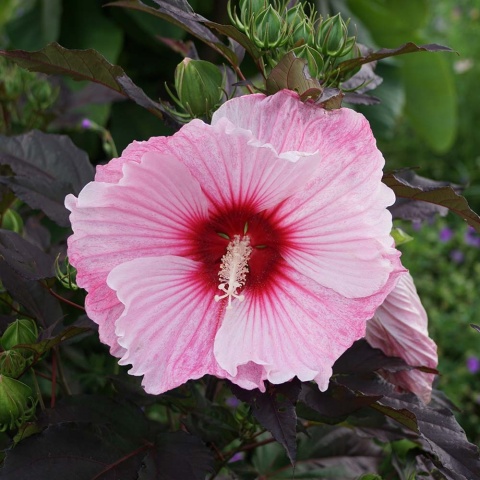 Hibiskus bylinowy (bagienny) Starry Night 3L