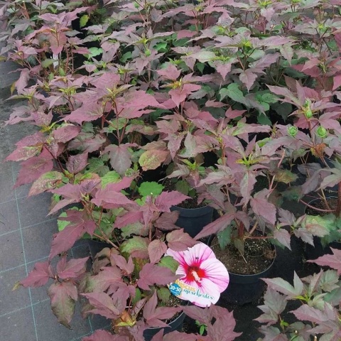 Hibiskus bylinowy (bagienny) Starry Night 3L