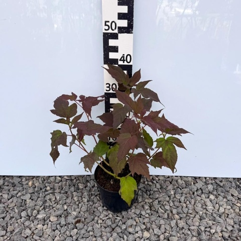 Hibiskus bylinowy (bagienny) Starry Night 3L