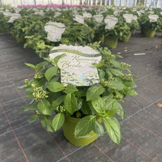 Hortensja 'Runaway Bride' 3L