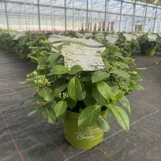 Hortensja 'Runaway Bride' 3L