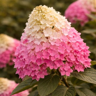 Hortensja bukietowa Bonfire P9(0,5L)