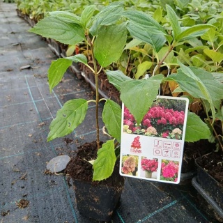 Hortensja bukietowa Bonfire P9(0,5L)