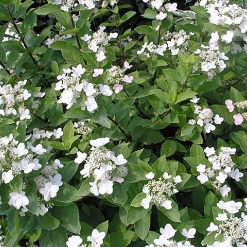 Hortensja bukietowa Darts Little Dot 2L