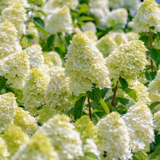 Hortensja bukietowa Diamantino 2L