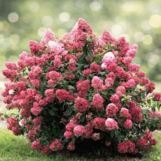 Hortensja bukietowa Diamantino Rouge 2L