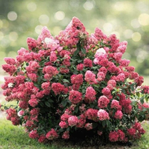 Hortensja bukietowa Diamantino Rouge 2L