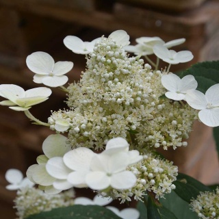 Hortensja bukietowa Early Harry 2L