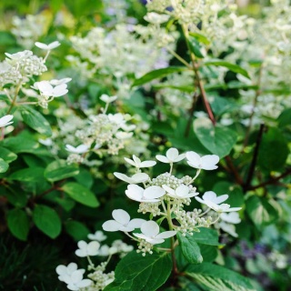 Hortensja bukietowa Early Sensation 2L