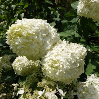 Hortensja bukietowa Grandiflora 2L