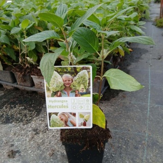 Hortensja bukietowa Hercules P9(0,5L)