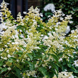 Hortensja bukietowa Kiushu 2L