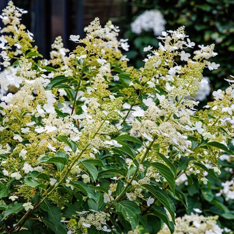 Hortensja bukietowa Kiushu 2L