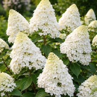 Hortensja bukietowa Magical Matterhorn P9(0,5L)