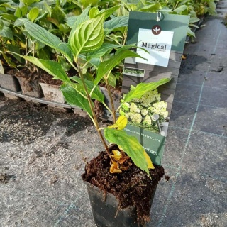 Hortensja bukietowa Magical Matterhorn P9(0,5L)