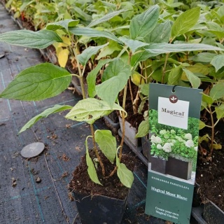 Hortensja bukietowa Magical Mont Blanc P9(0,5L)