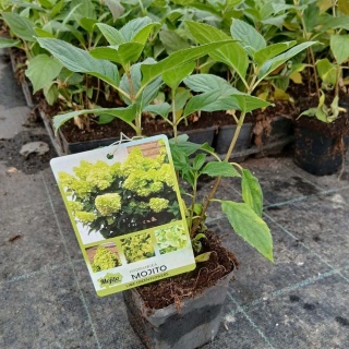 Hortensja bukietowa Mojito P9(0,5L)