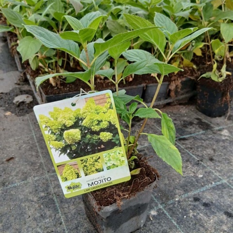 Hortensja bukietowa Mojito P9(0,5L)