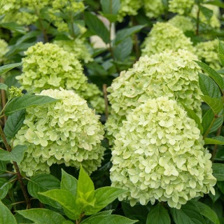 Hortensja bukietowa Mojito P9(0,5L)