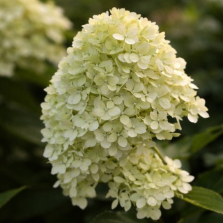 Hortensja bukietowa Pixio P9(0,5L)