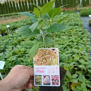 Hortensja bukietowa Pixio P9(0,5L)