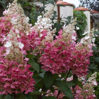 Hortensja bukietowa Pinky Winky 2L