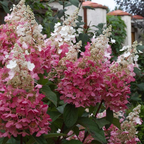 Hortensja bukietowa Pinky Winky 2L