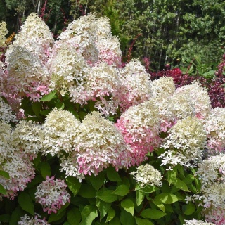 Hortensja bukietowa Royal Flower 2L