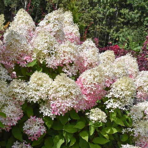 Hortensja bukietowa Royal Flower 2L