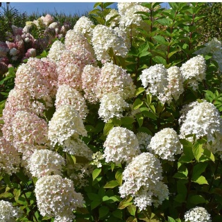 Hortensja bukietowa Sugar Rush 2L