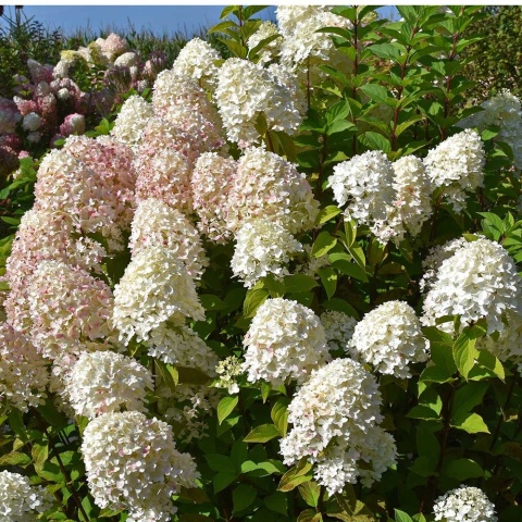 Hortensja bukietowa Sugar Rush 2L