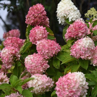 Hortensja bukietowa Summer Love 2L