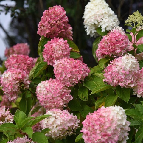 Hortensja bukietowa Summer Love 2L