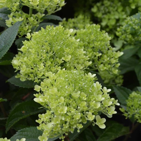 Hortensja bukietowa Whitelight 2L