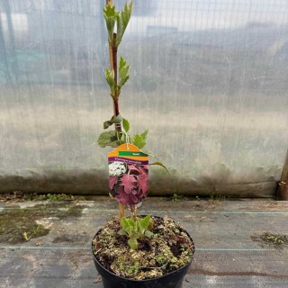 Hortensja dębolistna 'Burgundy' 3L