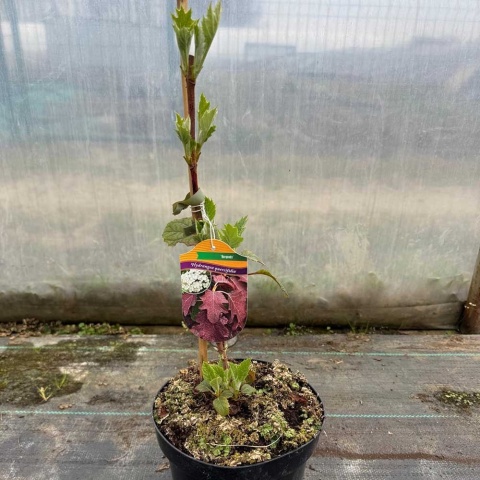 Hortensja dębolistna 'Burgundy' 3L