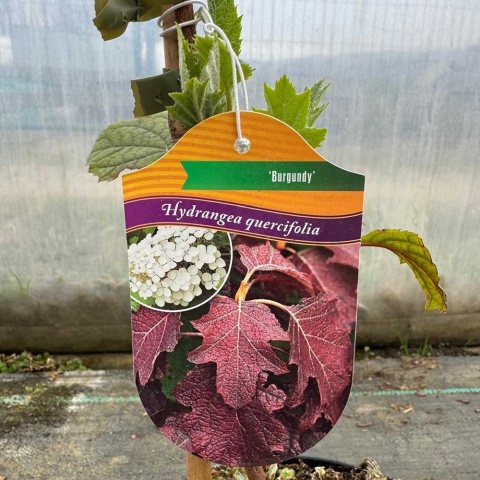 Hortensja dębolistna 'Burgundy' 3L