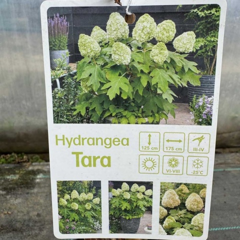 Hortensja dębolistna 'Tara' 3L